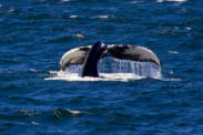 Buckelwal auf der Whale Watching Tour vor Cape Cod. © Fotoschlumpfs Abenteuerreisen