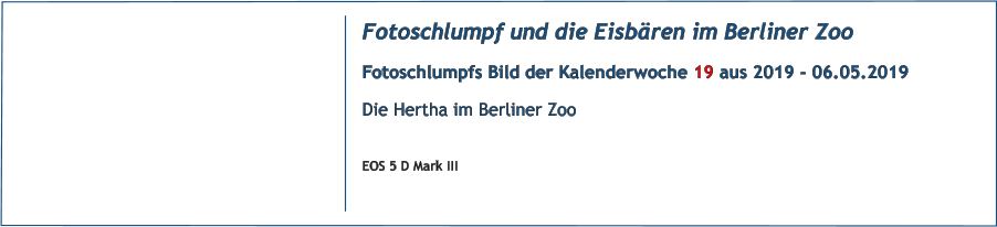 Fotoschlumpf und die Eisbren im Berliner Zoo Fotoschlumpfs Bild der Kalenderwoche 19 aus 2019 - 06.05.2019 Die Hertha im Berliner Zoo  EOS 5 D Mark III