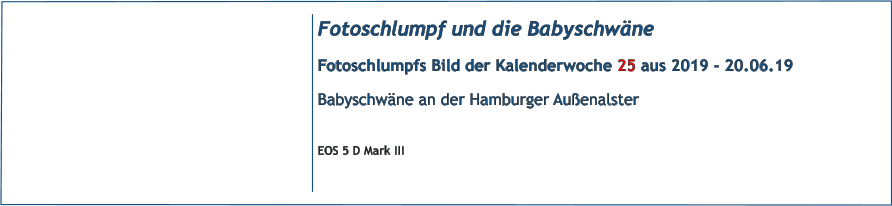 Fotoschlumpf und die Babyschwne Fotoschlumpfs Bild der Kalenderwoche 25 aus 2019 - 20.06.19 Babyschwne an der Hamburger Auenalster  EOS 5 D Mark III