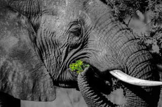 Grünes im Maul des Elefanten. (c) Fotoschlumpfs Abenteuerreisen