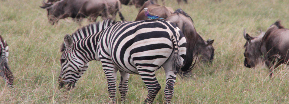 Titelbild Masai Mara.   Fotoschlumpfs Abenteuer!