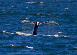 Fotoschlumpfs Abenteuerreisen auf Whalewatchingtour vor Cape Cod