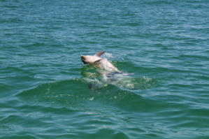 Delphine vor der Kste von Key West. Fotoschlumpfs Abenteuerreisen!